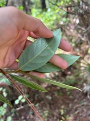 Persea borbonia