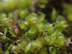 Plagiochila porelloides