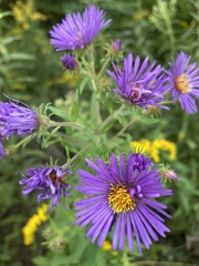 Symphyotrichum novae-angliae