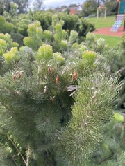 Adenanthos