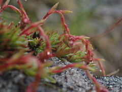 Saxifraga