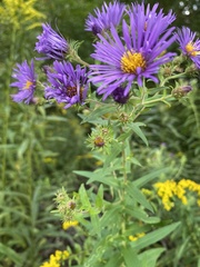 Symphyotrichum novae-angliae
