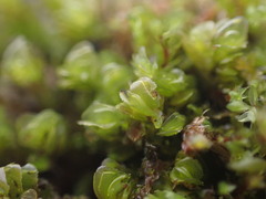 Plagiochila porelloides