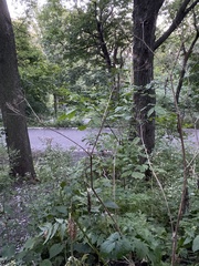 Heracleum mantegazzianum