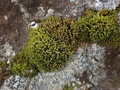 Grimmiaceae