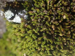 Grimmiaceae