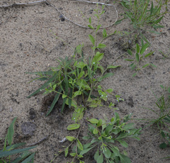 Myosotis sparsiflora