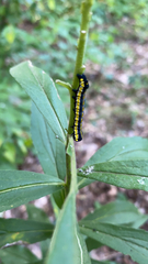 Cucullia convexipennis