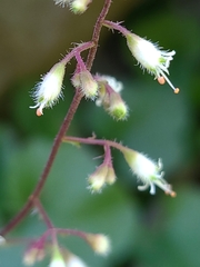 Heuchera rubescens