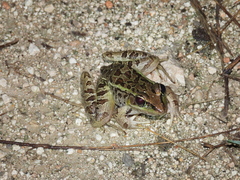 Lithobates brownorum