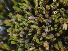 Grimmiaceae