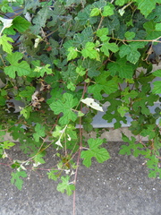 Vitis mustangensis