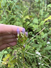 Gentianella quinquefolia