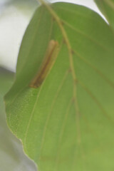Phyllonorycter maestingella