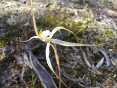 Caladenia capillata