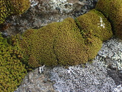 Grimmia torquata