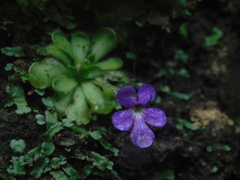 Pinguicula cyclosecta