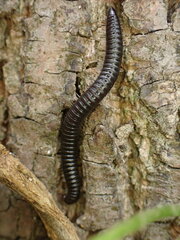 Cylindroiulus caeruleocinctus