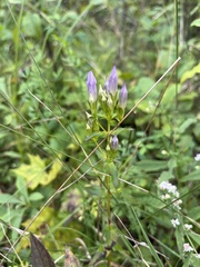 Gentianella quinquefolia