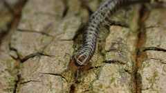 Cylindroiulus caeruleocinctus