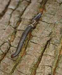 Cylindroiulus caeruleocinctus