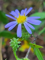 Symphyotrichum anomalum