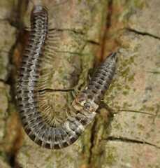 Cylindroiulus caeruleocinctus