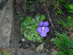 Pinguicula cyclosecta