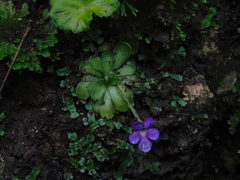 Pinguicula cyclosecta