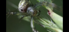 Mangora