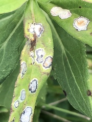 Asteromyia carbonifera