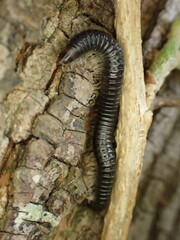 Cylindroiulus caeruleocinctus