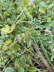 Gentianella quinquefolia