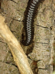 Cylindroiulus caeruleocinctus