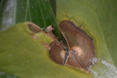 Phyllosticta concentrica