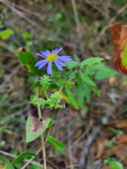 Symphyotrichum anomalum