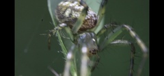 Mangora