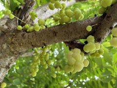 Phyllanthus acidus