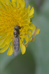 Platycheirus albimanus