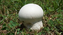 Calvatia lilacina