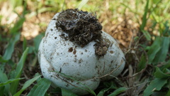 Calvatia lilacina