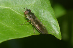 Platycheirus albimanus
