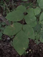 Melioides