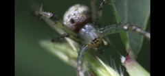 Mangora