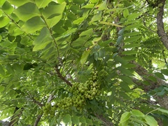 Phyllanthus acidus