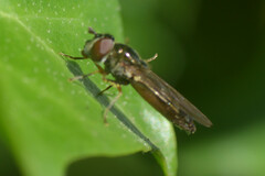 Platycheirus albimanus