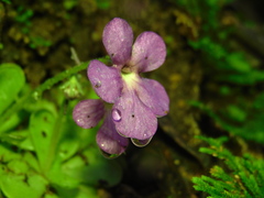 Pinguicula cyclosecta