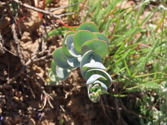 Streptanthus barbatus