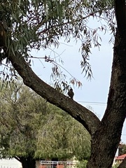 Anthochaera carunculata