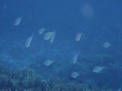 Chromis viridis